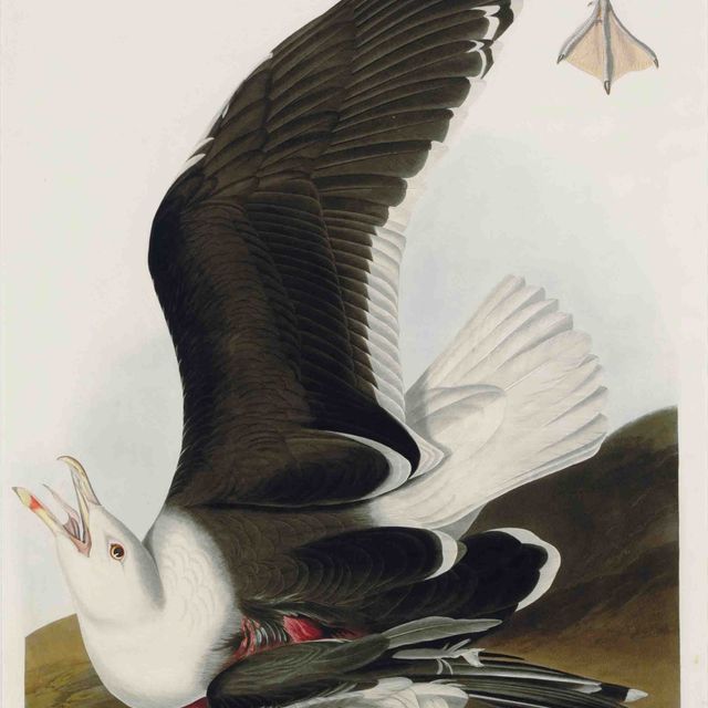 John James Audubon — Черноспинная чайка (пластинка CCXLI) Larus marinus