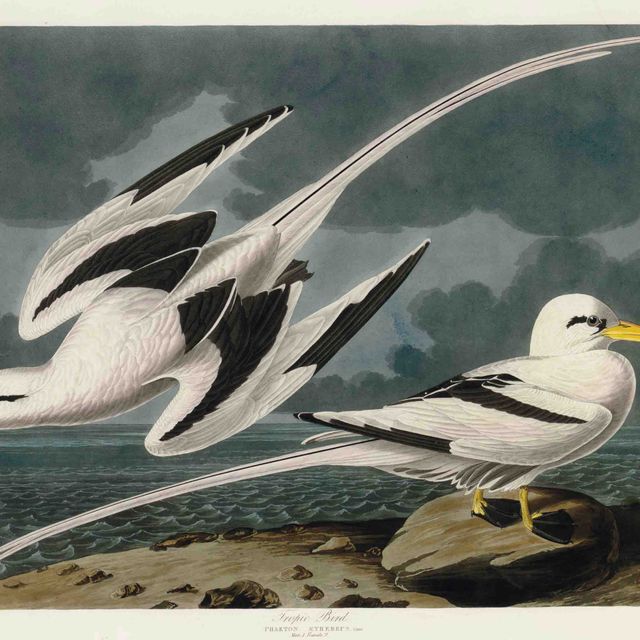 John James Audubon — Тропическая птица (пластинка CCLXII) Phaeton aethereus