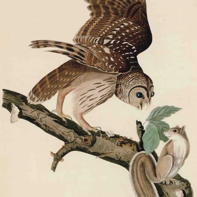 John James Audubon — Полосатая сова (фото XLVI) Strix nebulosa, вариант 2