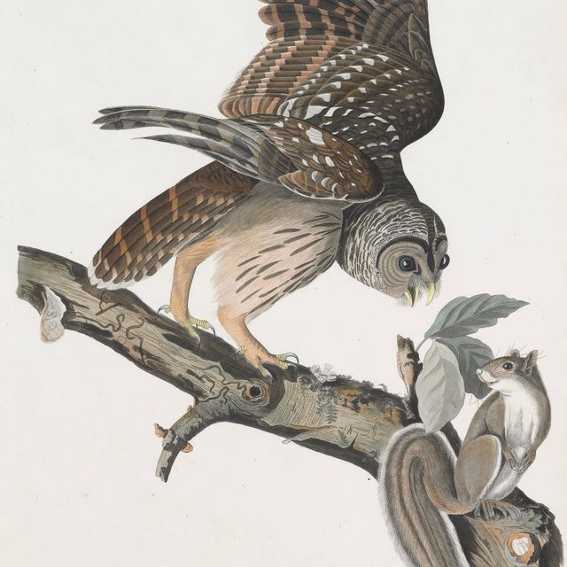 John James Audubon — Полосатая сова (фото XLVI) Strix nebulosa, вариант 2