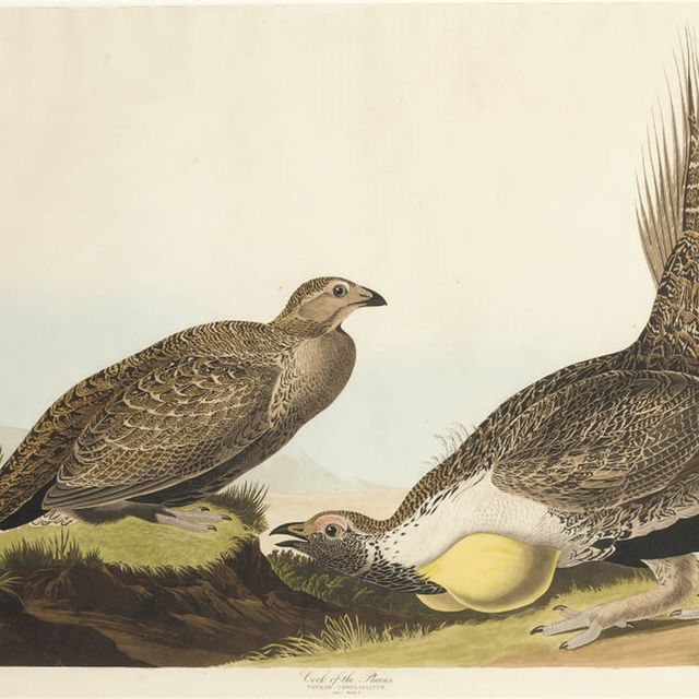 John James Audubon — Равнинный петух (Plate CCCLXXI) tetraourophasianus