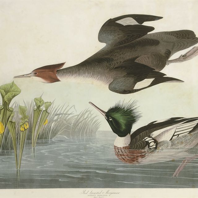John James Audubon — Красногрудый мергансер (Plate CCCCL) Mergus serrator