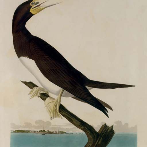 John James Audubon — Олуш-олушница (пластинка CCVII); и [Толстоклювый мурр] (пластинка CCXLV) Sula fusca; и Uria brunnichii