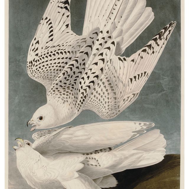 John James Audubon — Исландский или ястребиный сокол (фото CCCLXVI) Falco Islandicus