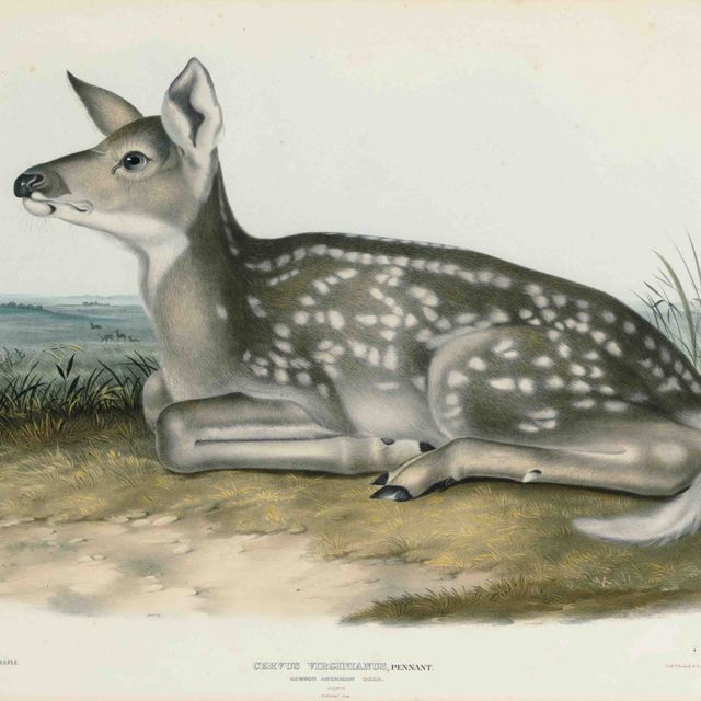 John James Audubon — Обыкновенный американский олень (пластинка LXXXI) Cervus virginianus
