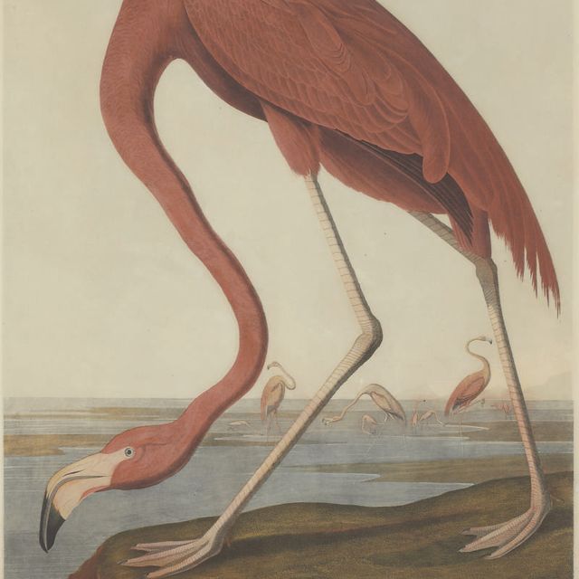 John James Audubon — Американский фламинго (фото 375) Phoenicopterus ruber