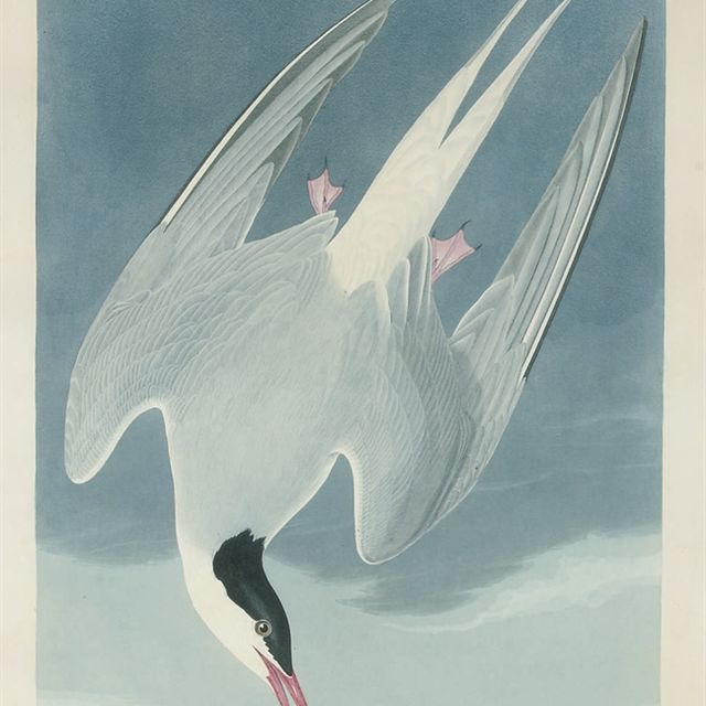 John James Audubon — Арктическая крачка (Plate CCL) Sterna Arctica