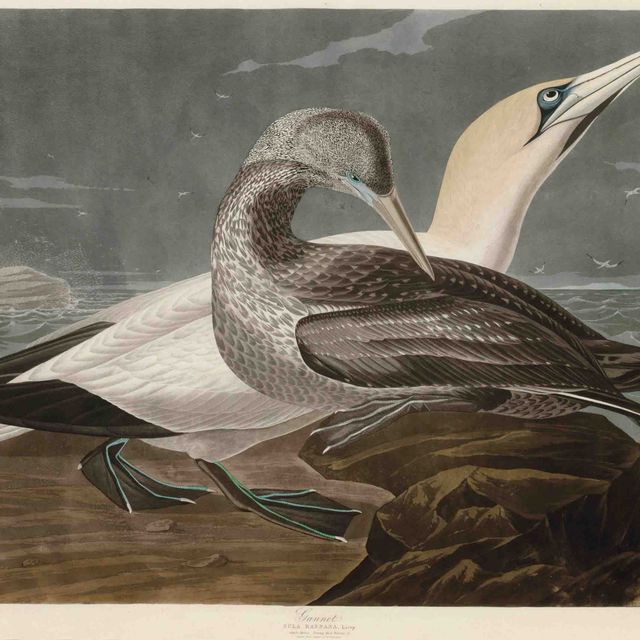 John James Audubon — Олуш (тарелка CCCXXVI) Sula bassana