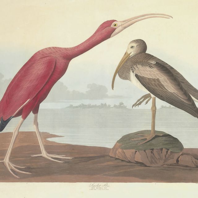 John James Audubon — Алый ибис (табличка CCCXCVII) Ibis rubra