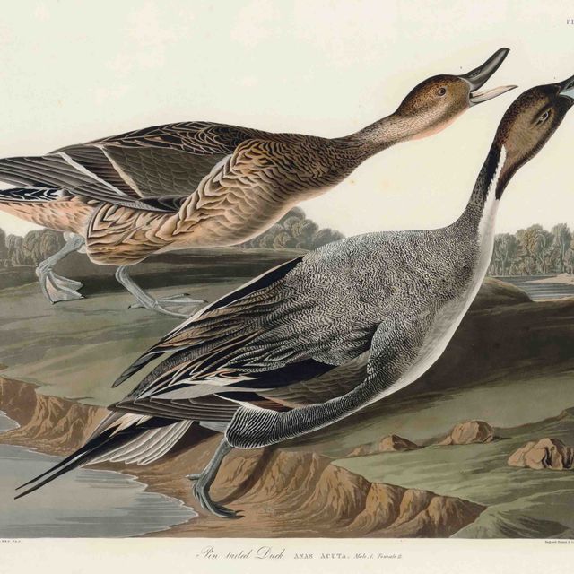 John James Audubon — Острый анус утки с острым хвостом (пластинка CCXXVII), вариант 2