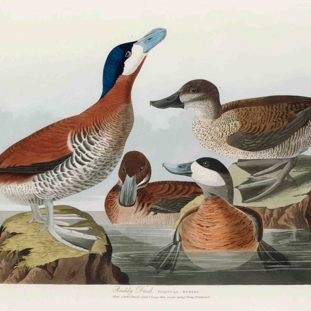 John James Audubon — Румяная утка (тарелка CCCXLIII) Fuligula rubida