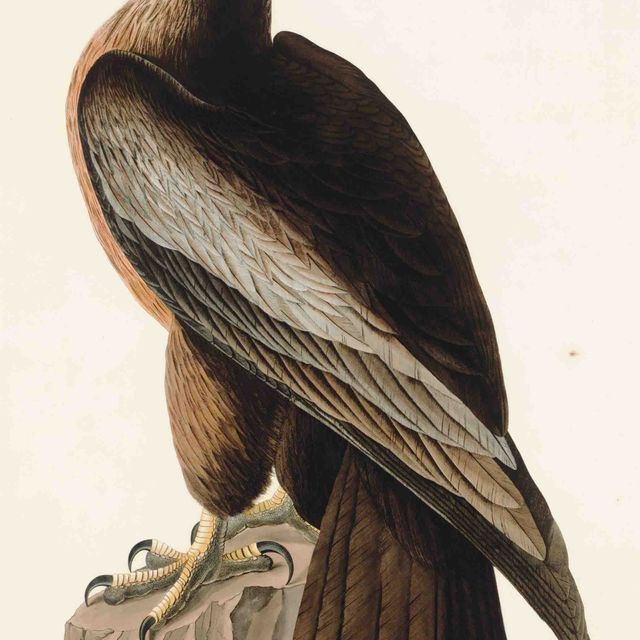 John James Audubon — Птица Вашингтона или Большой американский морской орел (фото 11) Falco washingtonienis, вариант 1