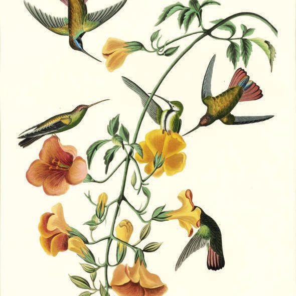 John James Audubon — Мангровая колибри (тарелка CLXXXIV) Trochilus mango, вариант 1