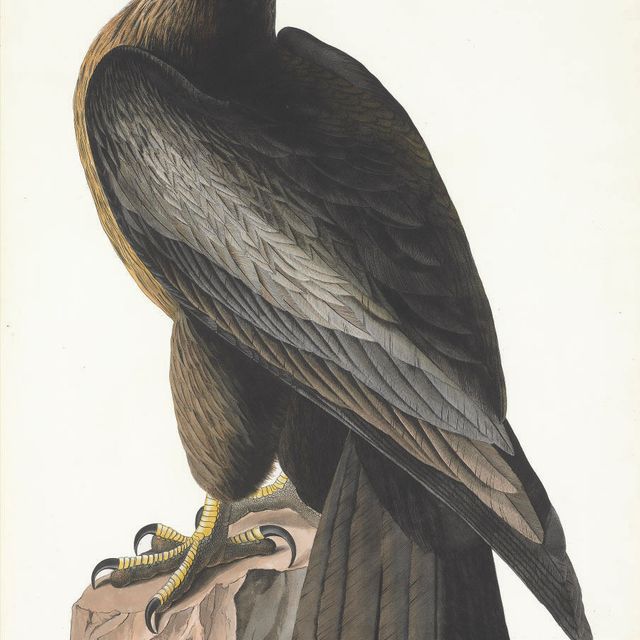 John James Audubon — Птица Вашингтона (фото XI) Falco washingtonii, вариант 2