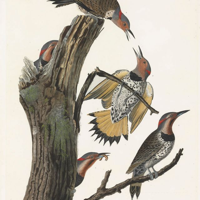 John James Audubon — Златокрылый дятел (фото XXXVII) Picus auratus, вариант 2