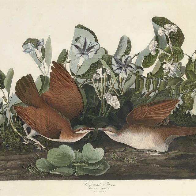 John James Audubon — Голубь Ки-Уэст (фото CLXVII) Columba montana