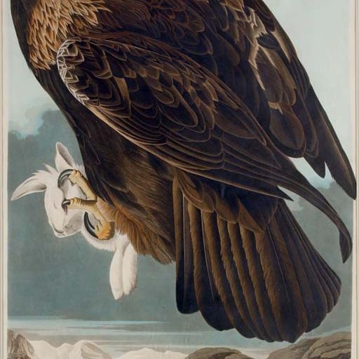 John James Audubon — Золотой орел (табличка CLXXXI) Aquila chrysaetos Вариант 1