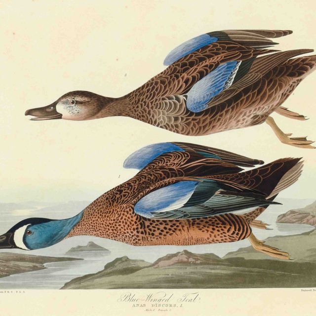 John James Audubon — Синекрылый чирок (пластинка CCCXIII) Anas discors