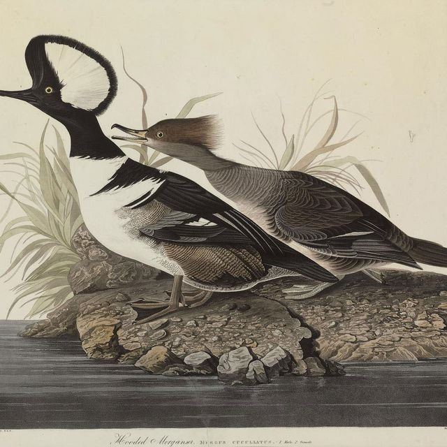 John James Audubon — Мергансер с капюшоном (Plate CCXXXII) Mergus Cucullatus