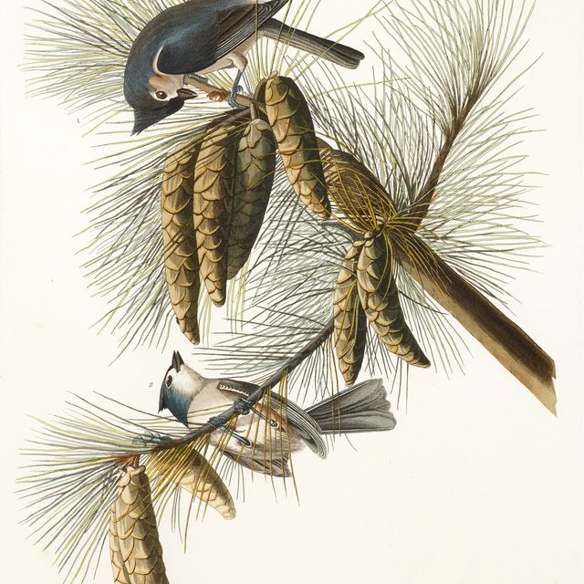 John James Audubon — Хохлатая синица (фото 39) Хохлатая синица, Baeolophus bicolor