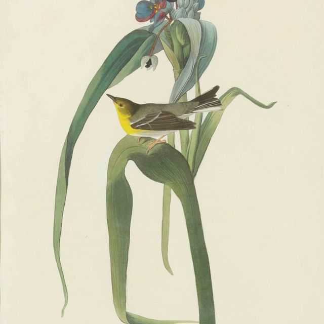 John James Audubon — Камышевка Вигорса (фото XXX) Sylvia Vigorsii, вариант 2