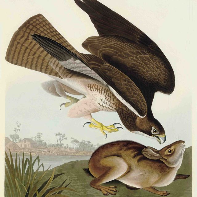 John James Audubon — Обыкновенный канюк (Plate CCCLXXII) Buteo vulgaris