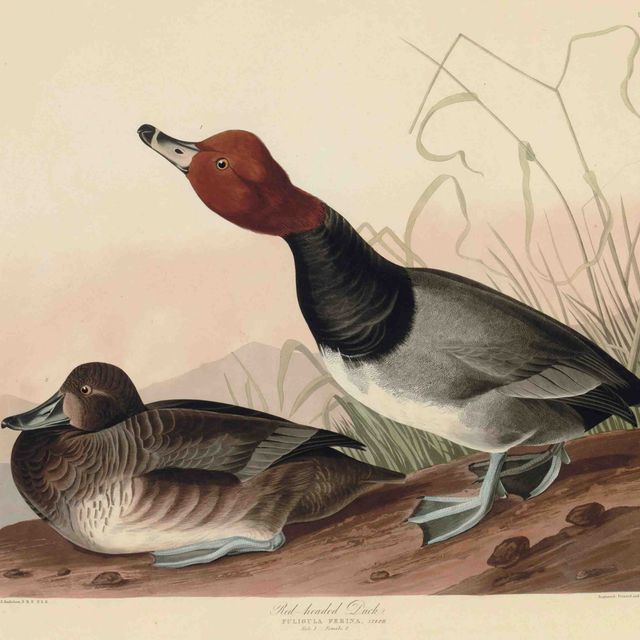 John James Audubon — Красноголовая утка (тарелка CCCXXII) Fuligula ferina