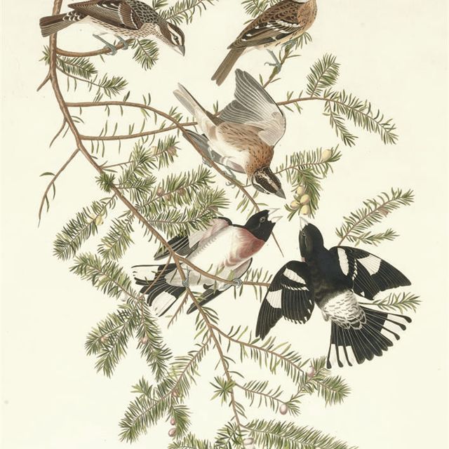 John James Audubon — Розовогрудый клювокрыл (пластинка CXXVII) Fringilla ludoviciana