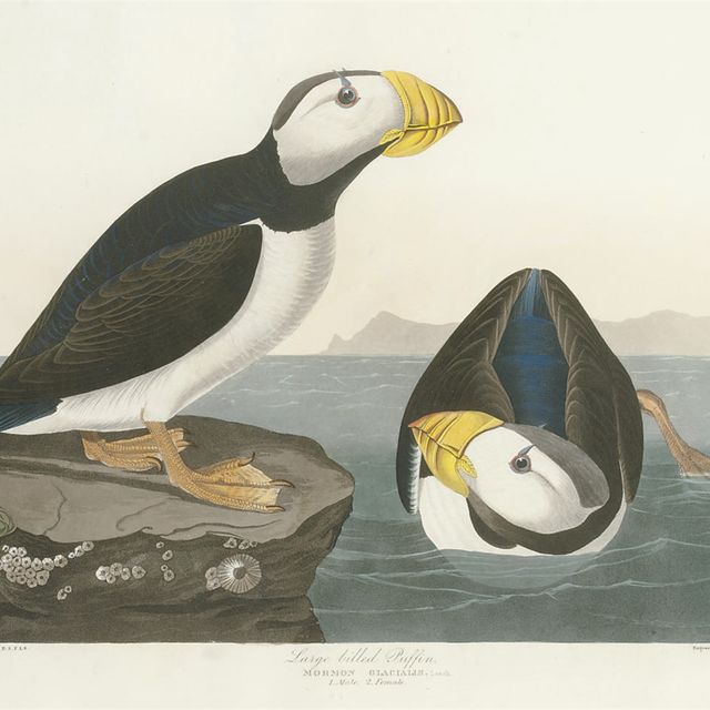 John James Audubon — Большеклювый тупик (Plate CCXCIII) Mormon glacialis