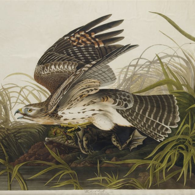 John James Audubon — Зимний ястреб (фото 71) Circus hyemalis, вариант 1