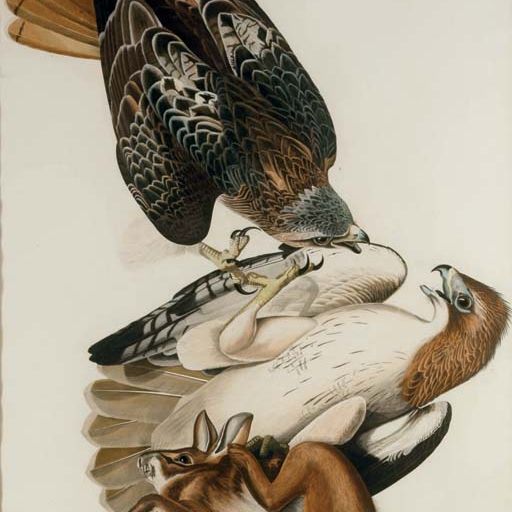 John James Audubon — Краснохвостый ястреб (фото 51) Buteo jamaicensis, вариант 1