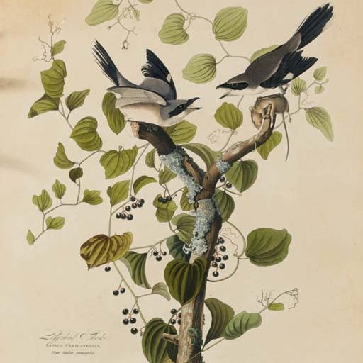 John James Audubon — Большеголовый сорокопут (фото 57) Lanius ludovicianus