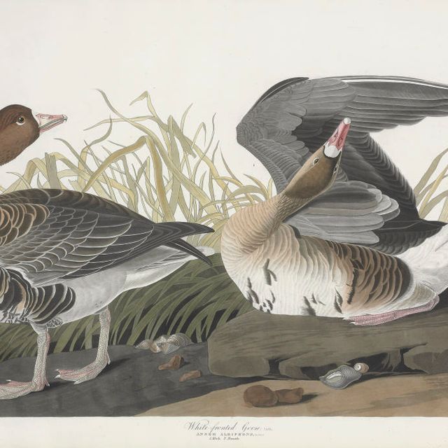 John James Audubon — Белолобый гусь (фото CCLXXXVI) Anser albifrons