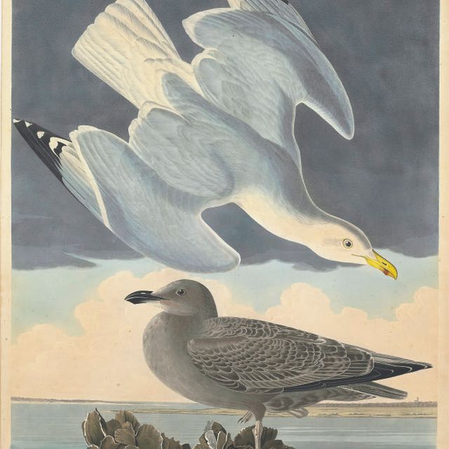 John James Audubon — Серебристая чайка (Plate CCXCI) Larus argentatus