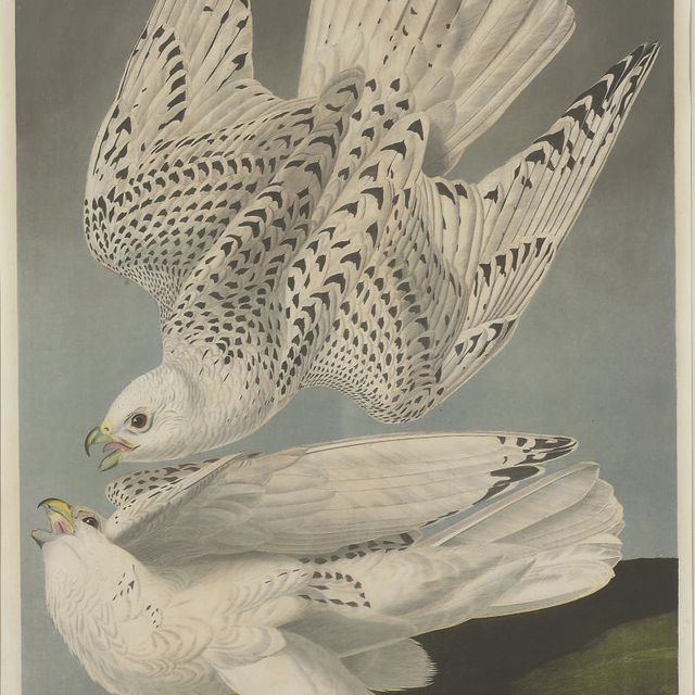 John James Audubon — Исландский сокол (фото 19) Falco islandicus