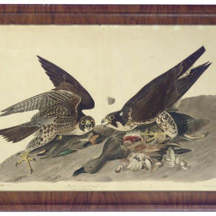 John James Audubon — Большеротый ястреб