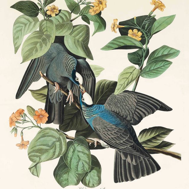 John James Audubon — Белоголовый голубь, Columba Leucocephala (фото CLXXVII)