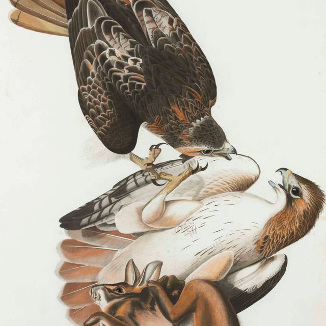 John James Audubon — Краснохвостый ястреб Falco borealis Вариант 2