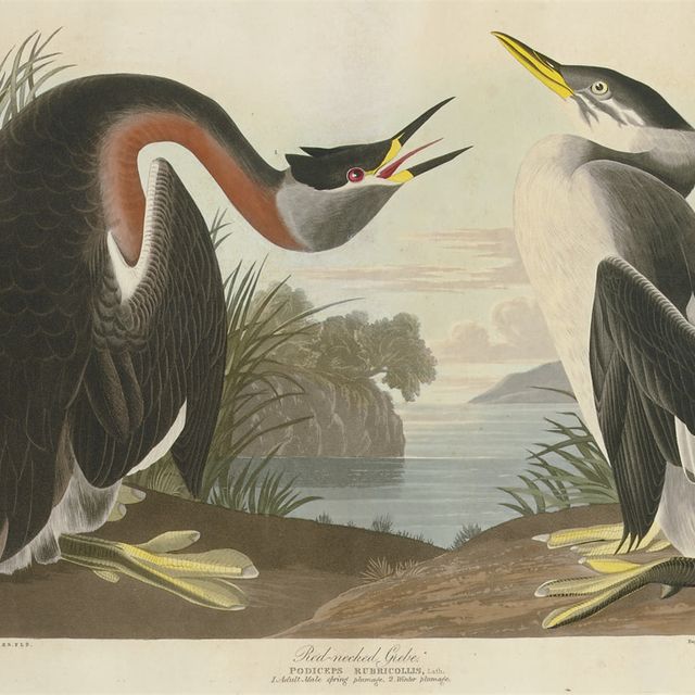 John James Audubon — Красношейная поганка (пластинка CCXCVIII) Podiceps rubricollis