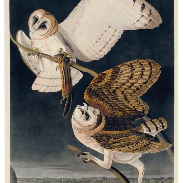 John James Audubon — Сипуха (пластинка CLXXI) Strix flammea