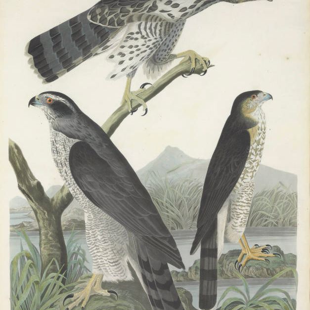 John James Audubon — Ястреб-тетеревятник. Ястреб-тетеревятник Стэнли (фото CXLI) Falco palumbarius. Falco stanleii
