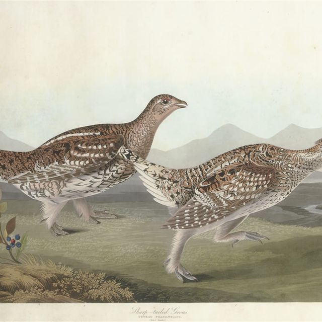 John James Audubon — Острохвостый тетерев (Plate CCCLXXXII) Tetrao phasianellus