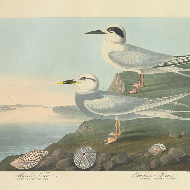 John James Audubon — Крачка Хавелла. Крачка Трюдо (на фото CCCCIX) Sterna havelli. Sterna trudeaui