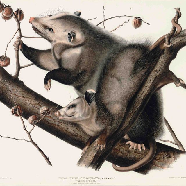 John James Audubon — Виргинский супротивник (фото LXVI) Didelphis virginiani