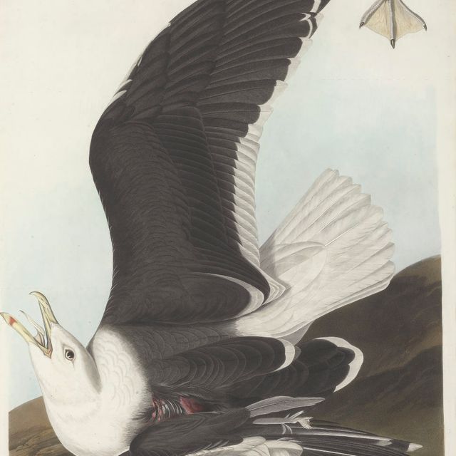 John James Audubon — Черноспинная чайка (пластинка CCXLI) Larus marinus