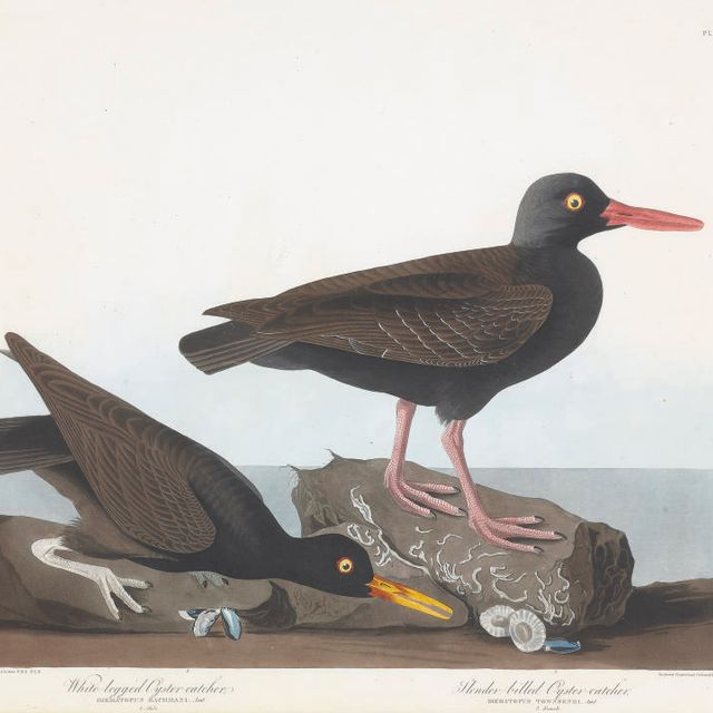 John James Audubon — Белоногий ловец устриц. Тонкоклювый ловец устриц (фото CCCCXXVII) Hæmatopus bachmani. Hæmatopus townsendi