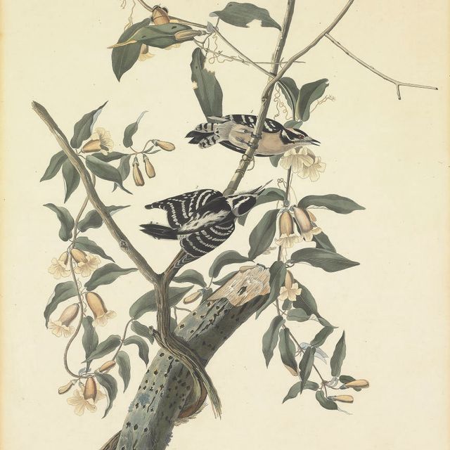 John James Audubon — Пушистый дятел (пластинка CXII) Picus pubescens