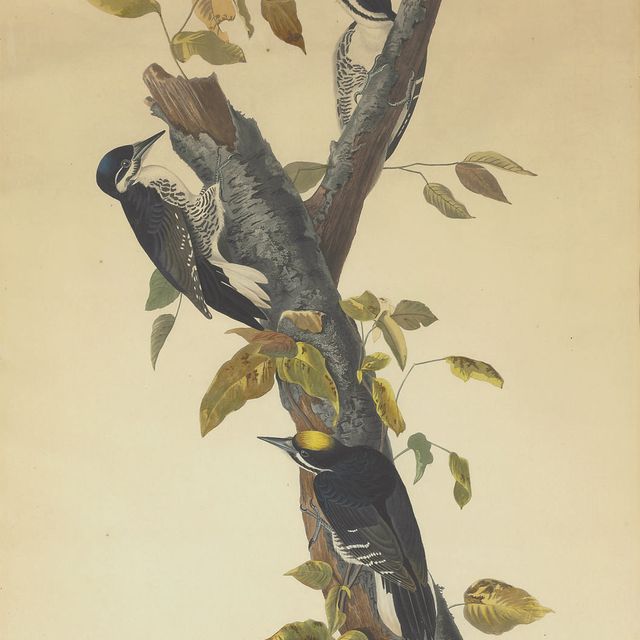 John James Audubon — Трехпалый дятел (пластинка CXXXII) Picus tridactylus