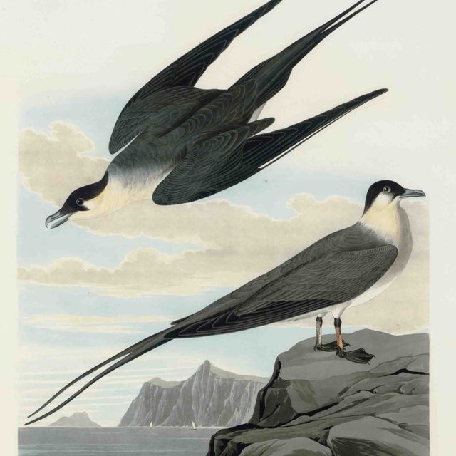 John James Audubon — Арктический ягуар (пластинка CCLXVII) Lestris parasitica
