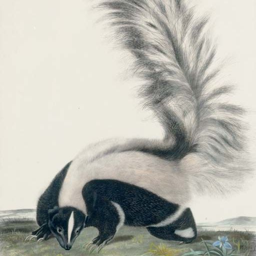 John James Audubon — Крупный хвостатый скунс, самец. В натуральную величину (фото CII) Mephitis Macroura